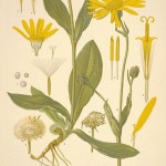 Arnica Montana Flower for Natural Health