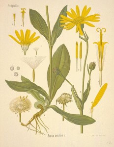 Arnica Montana Flower for Natural Health