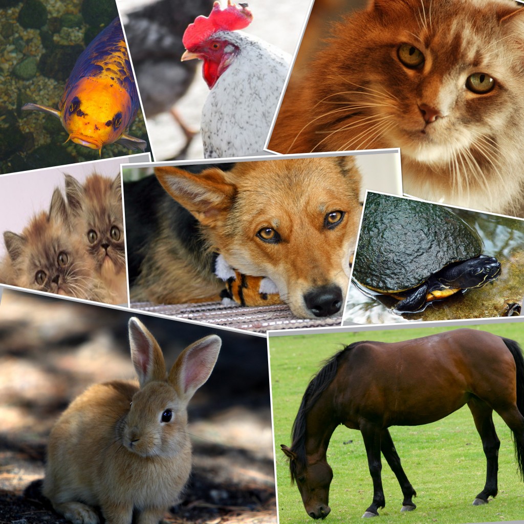 natural pet collage