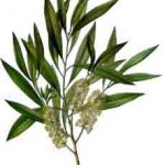 Tea tree oil plant and natural health