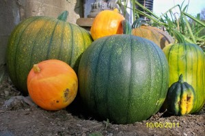 pumpkin seed seasoning