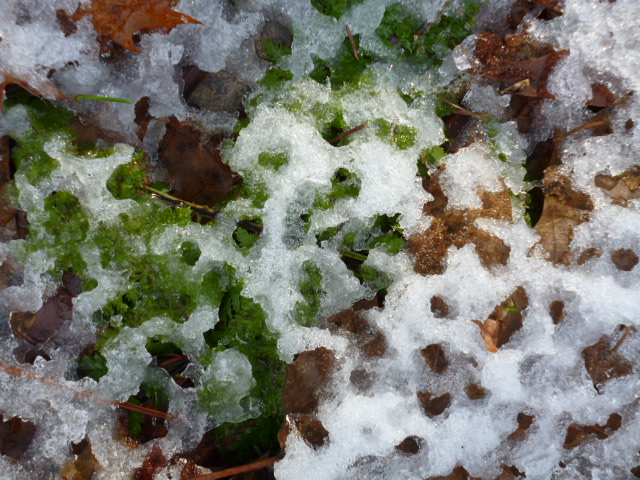 snow on leaf natural mamma hike