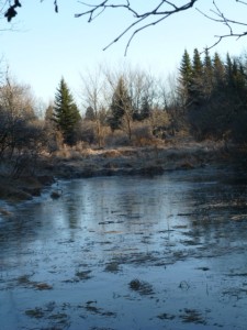 river and trees from natural mammas hike