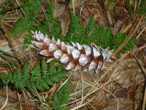 image of pinecone and ferns from natural mammas hike