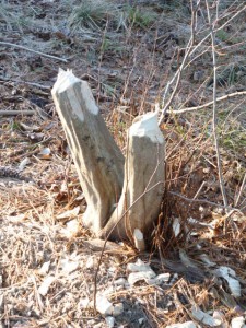tree chewed by bever on natural mammas hike