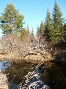 river and trees on natural mammas hike