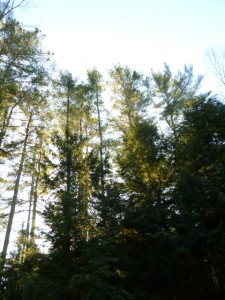 evergreen trees and sunlight on natural mammas hike