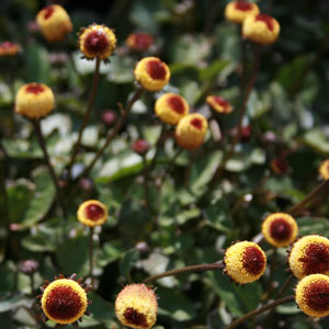 Spilanthes plant natural medicine for canker sores