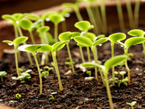 a bunch of organic seedligns