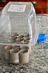 a mini green house made from a repurposed salad container and toilet paper rolls for seed pots
