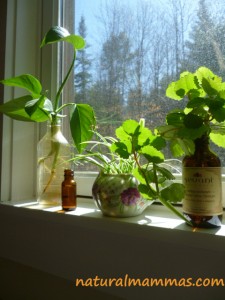 house plant cuttings in a window