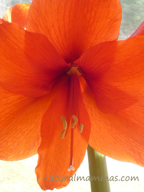 how to care for the amaryllis bloom