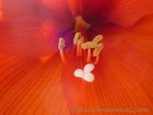 amaryllis close up