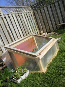 cold frame for organic gardening