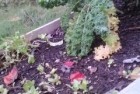 Fall Organic Gardening Tips