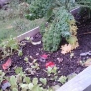 Fall Organic Gardening Tips